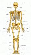 Az emberi test tartó illetve támasztórendszerét csontváznak nevezzük. A test csontos váza 206 csontból áll, és a test tömegének 10-15 %-át teszi ki.