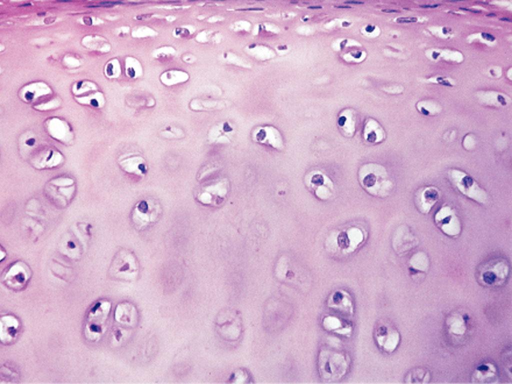 chondroitin-szulfát, proteinek, rostok. Vérerek nincsenek.