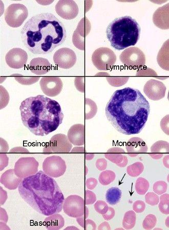 Vándorló sejtek Eosinophil, basophil és neutrophil granulocyták: A vér granulocytái az érfalon átvándorolhatnak és a kötőszövetben megtelepednek.
