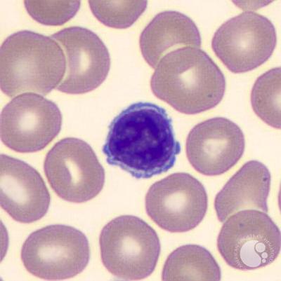 Limfocyták: A vér hasonló elemeivel azonos szerkezetű, 7 8 mm átmérőjű kerek sejtet szinte teljesen