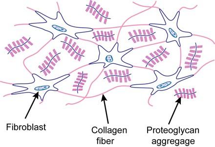 Rost típussok: Kollagén rostok: domináns típus Elasztikus rostok: vékonyabbak, ritkábban fordulnak elő Sejt típusok: