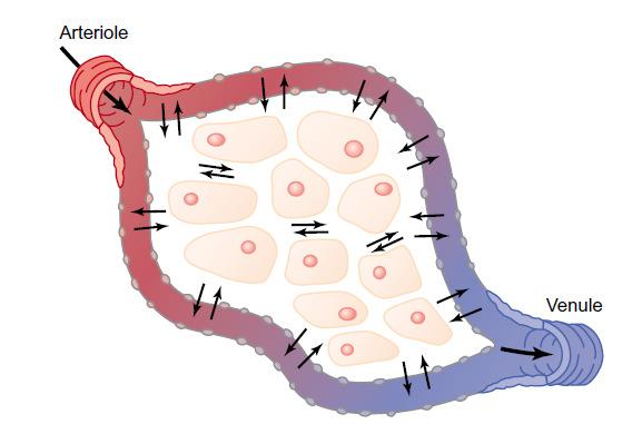 Extracelluláris folyadék: a belső környezet metabolizmus salakanyagok gázok hőcsere