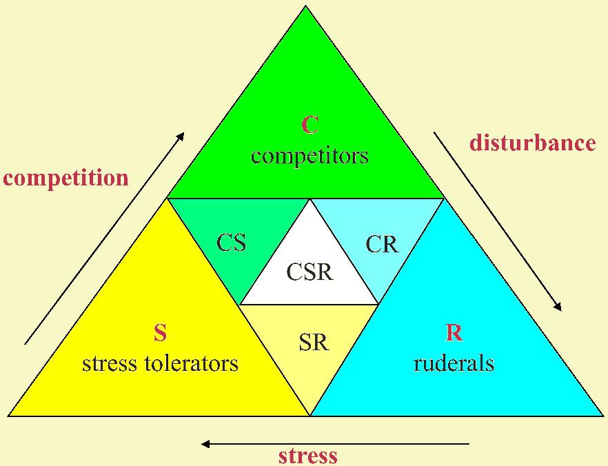 Kompetítor növények (Grime 1977) A kompetítor sajátságok (C) olyan életterekben jelentenek előnyt, ahol a stressz (S) illetve a bolygatás (R) kis mértékű.