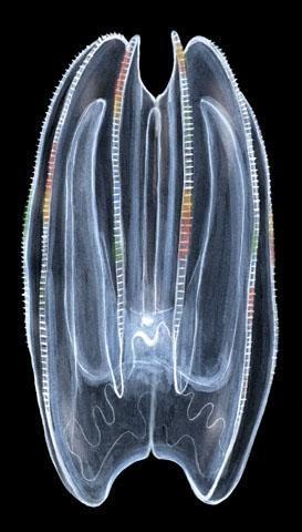 Fésűs medúza Észak-Amerika partjai mellől jutott a Fekete-tengerbe (tankhajóval) Halevő medúza, új élőhelyén nincs sem konkurense, sem ellensége