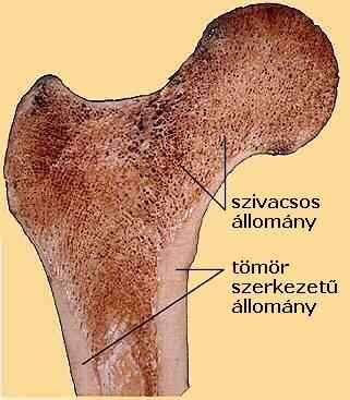 A mozgás szervrendszere Tartalom Szerkesztette: Vizkievicz András Mozgásról általában A csontrendszer biológiai szerepe A csontok szerkezete Csontok