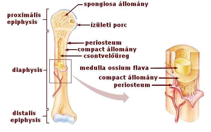 3. Szivacsos csontállomány, melynek üregeit vöröscsontvelő tölti ki, a csöves csontok végein található, a lapos és a köbös csontok teljes belső üregét alkotja. 4.