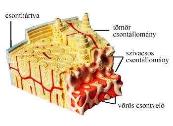 csonthártya borítja, amely sok rostot tartalmazó kötőszövetes lemez. A csonthártyában futnak a csontszövetet ellátó erek és idegek. A csonthártya belső rétege az ún.