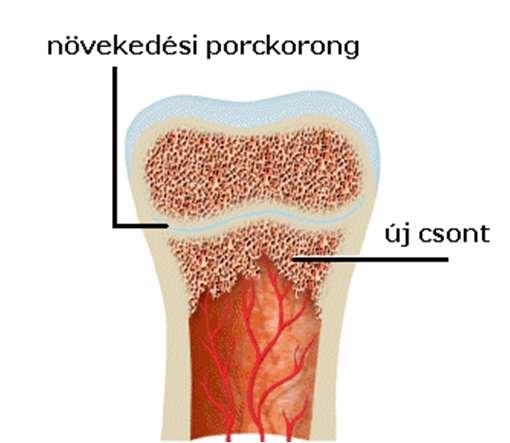 mély rétegében is vannak, melyeknek köszönhető a csontok vastagodása. Csontok alakja 1.