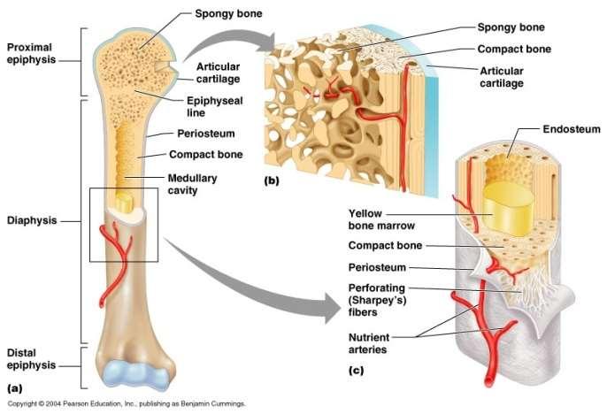 a) hosszú csöves csontok a felkarcsont, a combcsont, b) rövid csöves csontok a kézközépcsontok, láb középcsontok. 2.