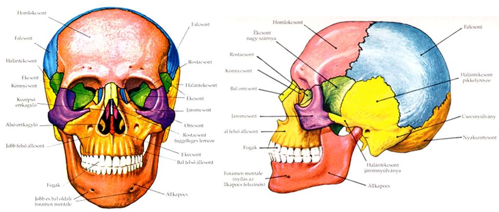 A koponyán nyakszirtcsonton - egy nagyobb nyílás az öreglyuk