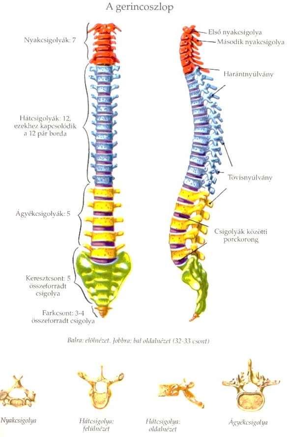 A törzs csontjai Két része van: a gerincoszlop és a mellkas.
