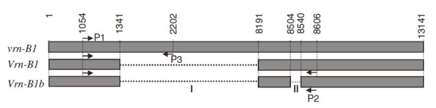 eredményeit, elmondható, hogy az általuk vizsgált hexaploid genotípusokban a Vrn-A1a 55 %-ban a Vrn-A1b 6 %-ban fordult elő.