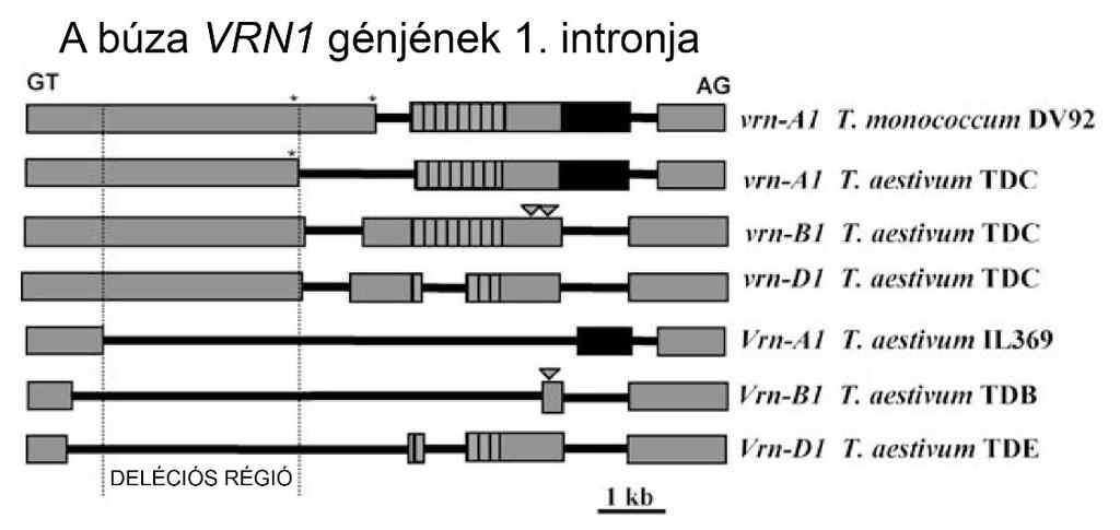 Az AP1 gén expresszióját a G3116-os Triticum monococcum vonalban (őszi életforma) vernalizációs kezelés nélkül nem tudták kimutatni, viszont a hidegkezelés mind a levelekben, mind a hajtáscsúcsokban
