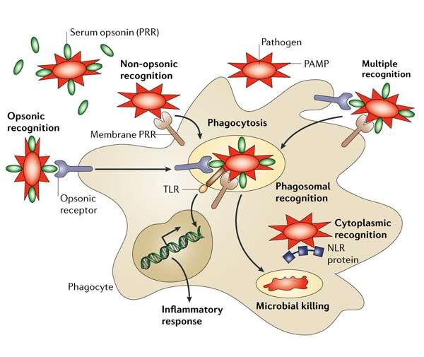 Infekciók és mintázatfelismerő receptorok