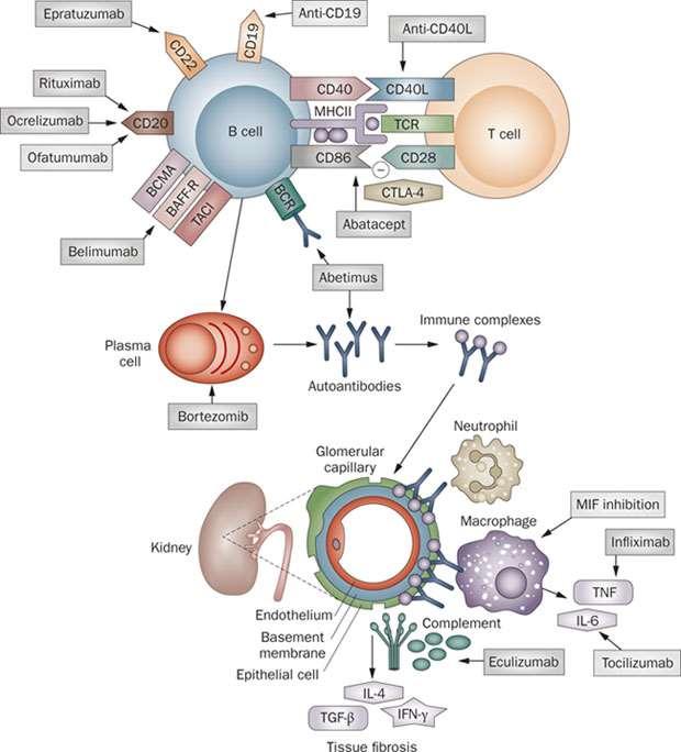 Lehetséges terápiás célpontok Smith RM et al: Nature Rev Rheumatol 2010; 6: 547-53 Szignalizáció gátlása (JAK, Syk) In-/off-label use of biologic therapy in systemic lupus erythematosus.