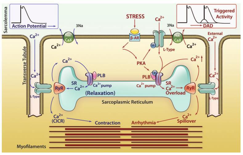 Ca2+ overload, SOICR, triggered activity