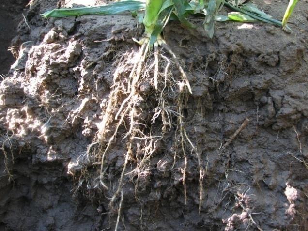 A talaj pórustérfogata A pórusrendszer határozza