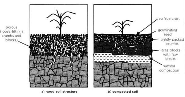 A talaj tömörödése Napjainkra a talajok állapotát veszélyeztető folyamatok közül a