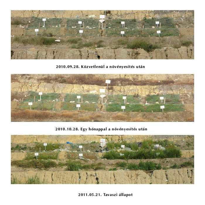 Szabadföldi pilot kísérletek eredményei A tápanyag- és humuszhiányos hulladék talajok javítására beállított és termesztıközeg létrehozására vonatkozó kísérletek eredményei azt mutatják, hogy a