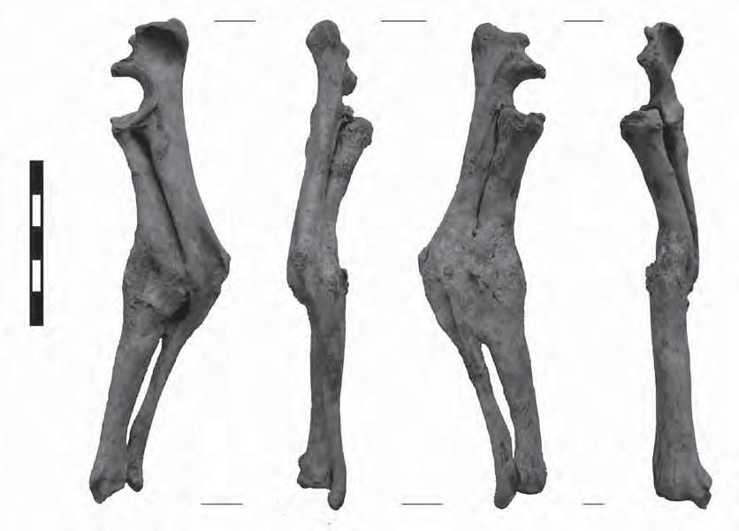 13. kép: Solt, Tételhegy. Árpád-kori kutya alkarcsontjai diszlokációval gyógyult törés nyomával.