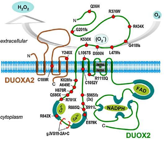 Genetikai eltérés a tranziens hypothyreosis hátterében DUOX2 (2002) (dual