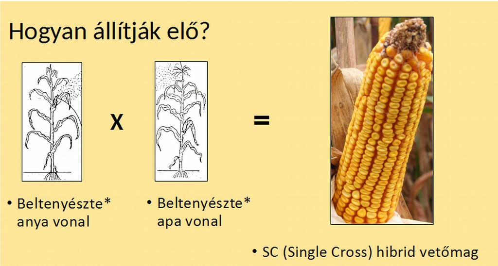 2.2. Kukorica hibridek Az egész régióban a legnagyobb területen történő hibridvetőmag felhasználás a kukorica termesztésben a leglátványosabb. A kukorica termesztés célja többféle lehet.