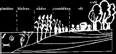 sziki erdős-sztyepprét sziki tölgyes kialakulását) biztosítaná. III. A víz által meghatározott társulások, melyek időbeli, ill.