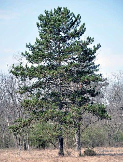 Csiszár Ágnes és Korda Márton Feketefenyő (Pinus nigra) A feketefenyveseket Magyarországon a 19.