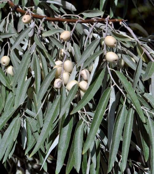 Inváziós növényfajok visszaszorításával kapcsolatos kezelési kísérletek összefoglalása Keskenylevelű ezüstfa (Elaeagnus angustifolia) A keskenylevelű ezüstfát hazánkban elsősorban szikesek és