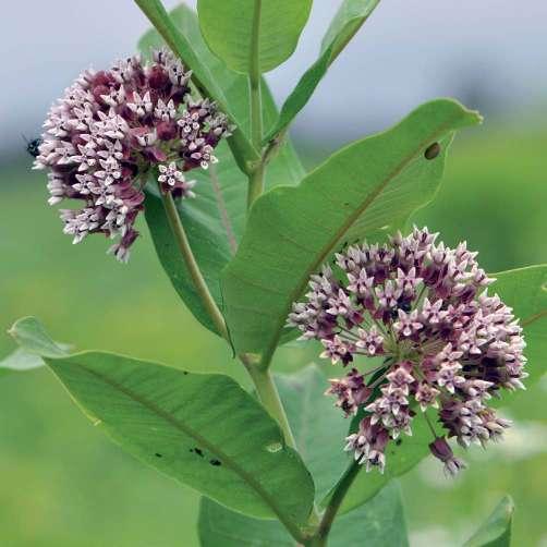 Csiszár Ágnes és Korda Márton Közönséges selyemkóró (Asclepias syriaca) A selyemkóró hazai elterjedését jelentősen elősegítette intenzív termesztése az 1870 1950-es években.