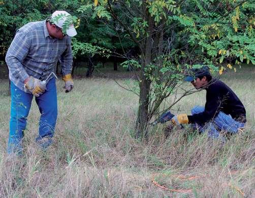 Özönnövények irtása a Hortobágyi Nemzeti Park Igazgatóság dél-nyírségi területein 2. ábra. Az akác kezelése injektálásos módszerrel. (Fotó: Demeter L.) gyakorlatilag szigetté változott.