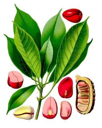teacserje (Camellia sinensis) koffein bomlásterméke