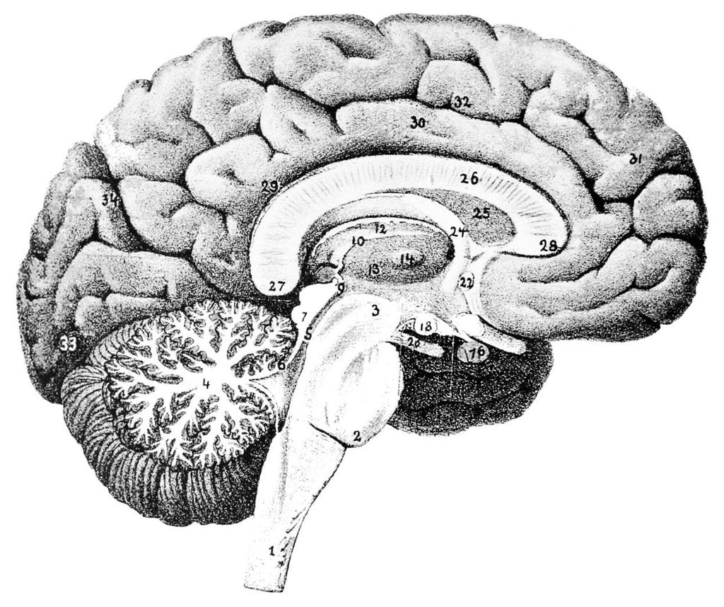 2. Az abúzusok anatómiai és élettani alapjai: dopaminerg pályák Nigrostriatális pálya substantia nigra dorsalis striatum mozgásszabályozás Mesolimbikus pálya ventrális tegmentális area (VTA) nucleus