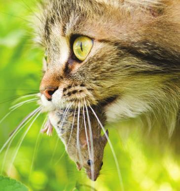 1 Lépésenkénti útmutató sorozat Kutyák és macskák férgei elleni védekezés Európában élő kutyákat és macskákat fertőző férgek szélesköre a fonálférgeket, galandférgeket és a mételyeket foglalja