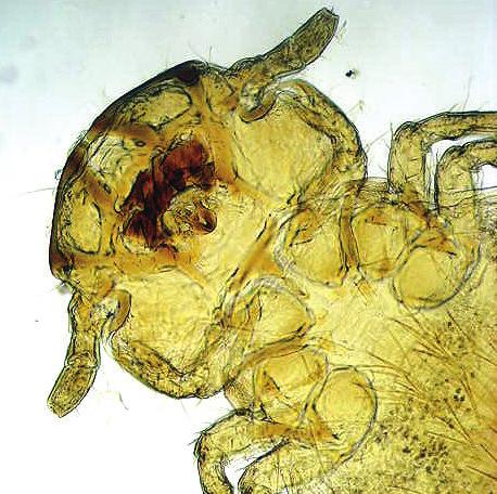 1 Lépésenkénti útmutató sorozat 1.7: Bolha közvetítette galandféreg (Dipylidium caninum) Dipylidium caninum a kutyák és a macskák galandférge. Bolha vagy a kutya rágótetve a köztigazdák.