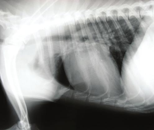 Klinikai tünetek A Dirofilaria immitis fertőzöttség súlyos, és esetenként fatális kimenetelű megbetegedést okozhat kutyákban és macskákban.