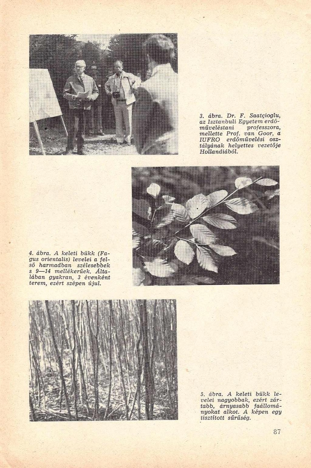 3. ábra. Dr. F. Saatgioglu, az Isztanbuli Egyetem erdőműveléstani professzora, mellette Prof. van Goor, a IUFRO erdőművelési osztályának helyettes vezetője Hollandiából. 4. ábra. A keleti bükk (Fagus orientális) levelei a felső harmadban szélesebbek s 9 14 mellékerűek.