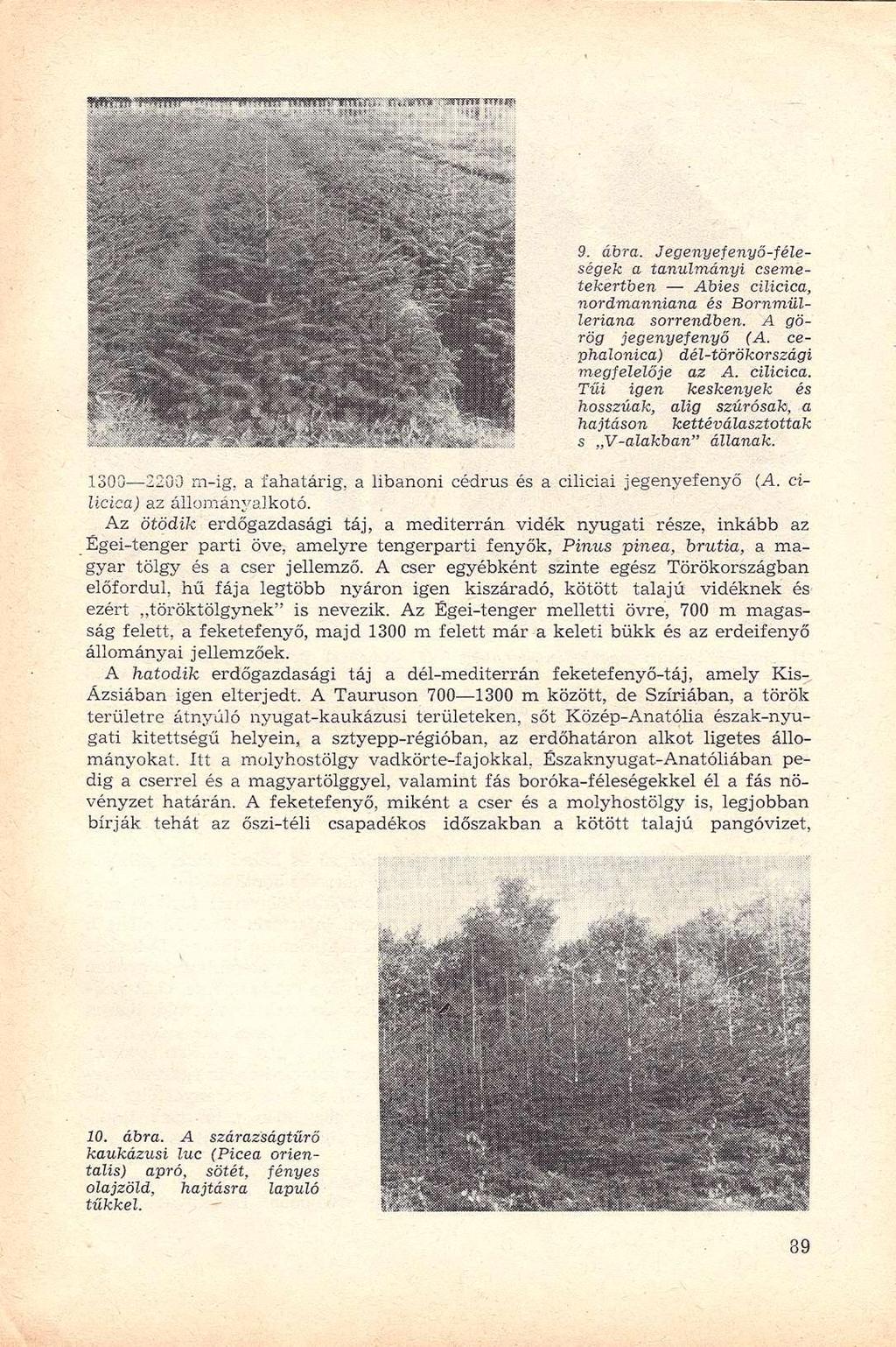 9. ábra. Jegenyefenyő-féleségek a tanulmányi csemetekertben Abies cilicica, nordmanniana és Bornmülleriana sorrendben. A görög jegenyefenyő (A. cephalonica) dél-törökországi megfelelője az A.