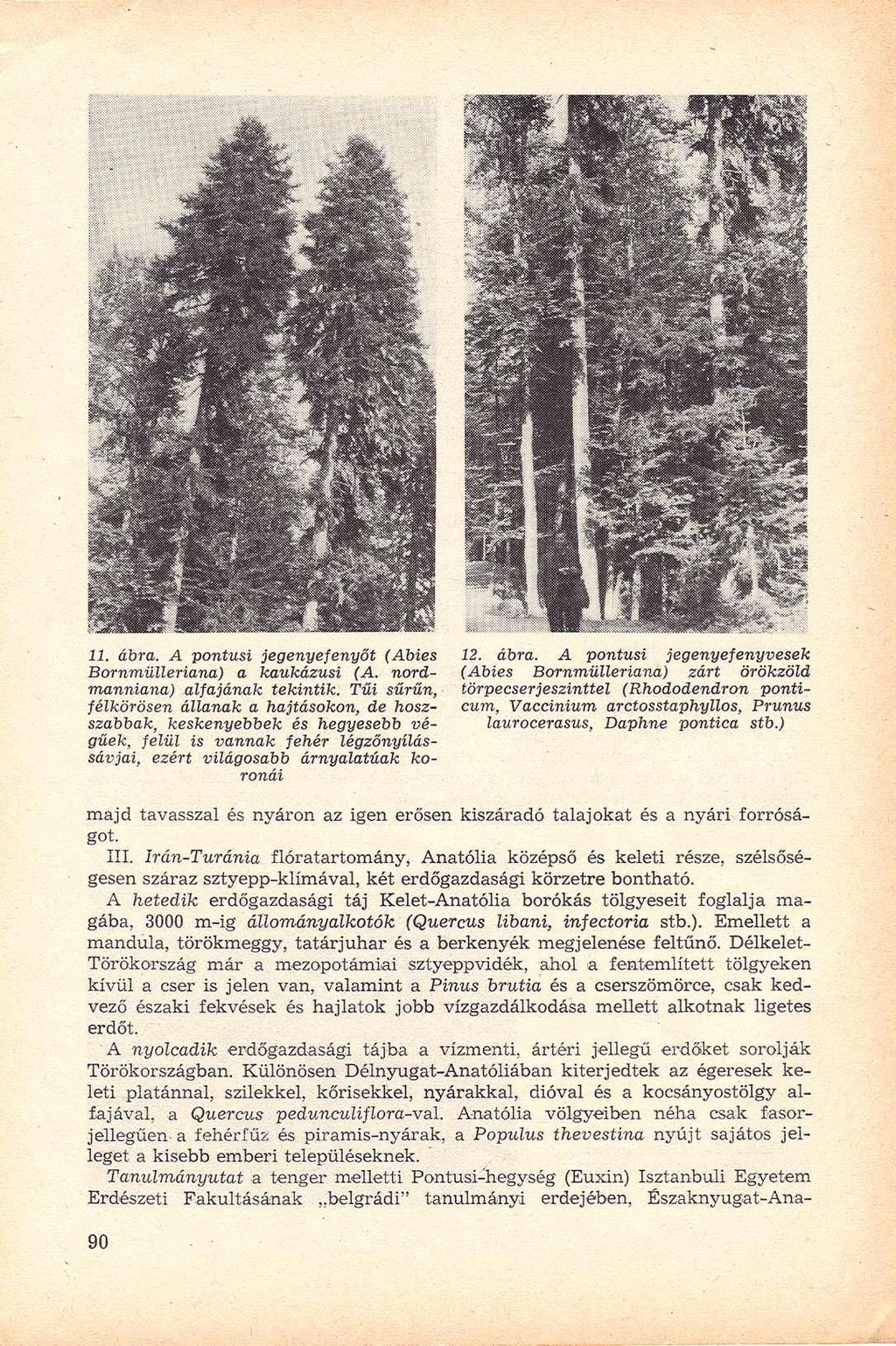 11. ábra. A pontusi jegenyefenyőt (Abies 12. ábra. A pontusi jegenyefenyvesek Bornmülleriana) a kaukázusi (A. nord- (Abies Bornmülleriana) zárt örökzöld manniana) alfajának tekintik.