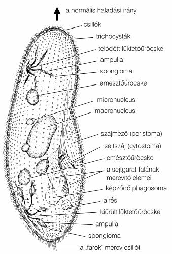A PAPUCSÁLLATKÁK (PARAMECIUM SP.) VIZSGÁLATA.) A papucsállatkafajok (Paramecium spp.) nevüket papucsszerû formájukról (11. ábra) kapták.