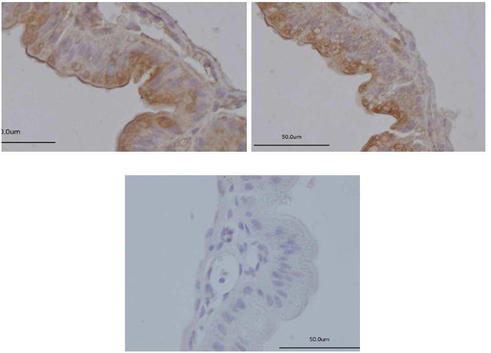 sejtjei. G és H, Szikzacskó és placenta negatív kontrol. (mérő szakasz A, E, G- 200 µm; C, H- 100 µm; B,D,F-50 µm).használt ellenanyag:kecske anti humán FcRn (K13) A B C 10.