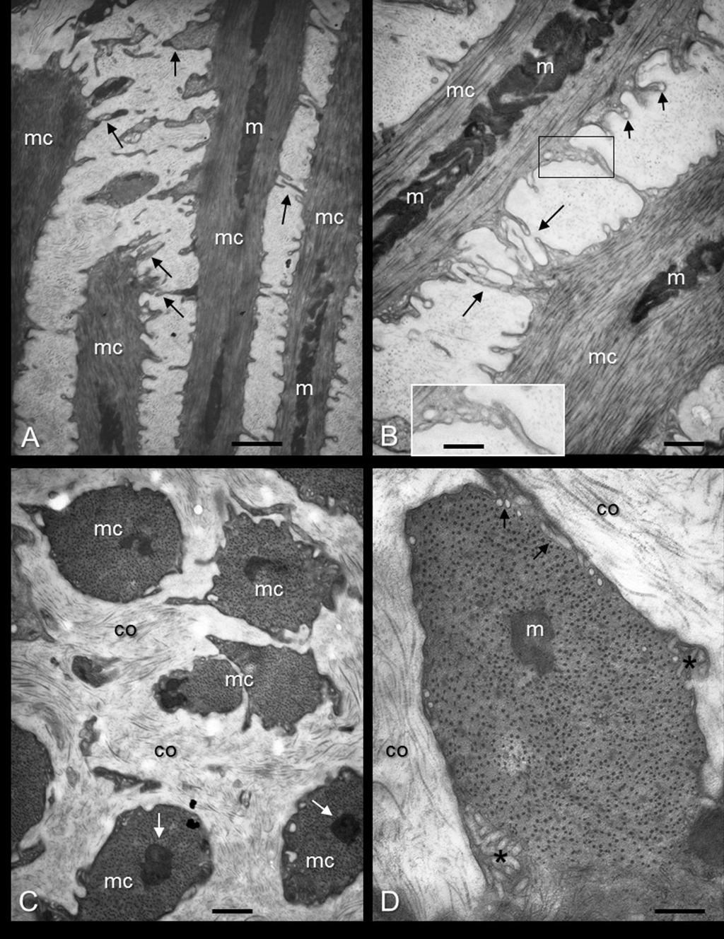 5. ábra Az FM-ek ultrastruktúrája. A, B - Az FM3 hosszmetszeti képe. Az egyes izom sejtek között nagy kiterjedésű extracelluláris tér látható.