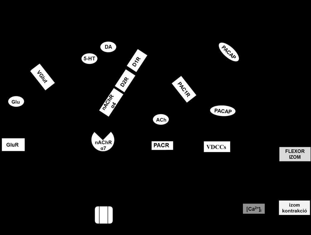 A felszabaduló Ca 2+ ionok az apamin-érzékeny K + csatornák nyitását, ennek következtében az izom relaxációját okozzák (Zizzo et al., 2005).