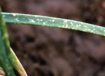 A BETEGSÉG KIALAKULÁSÁNAK A gomba a fertőzött növényi anyagokban vagy a talajban is áttelelhet kis sötétbarna szkleróciumok formájában.