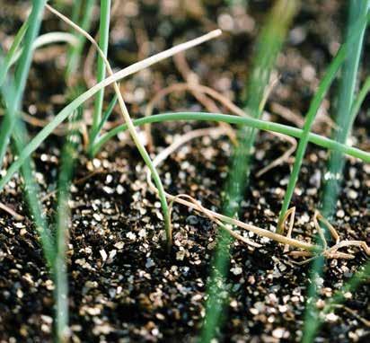 PALÁNTADŐLÉS Fusarium fajok A gomba kelés előtti és utáni palántadőlést is okozhat. Behatol a gyökerekbe, így azok sötétpirossá vagy feketévé válnak a rothadás során.