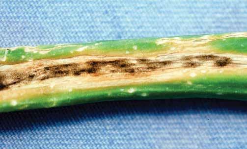 A Cladosporium allii-cepa nagy mennyiségű barna vagy olívabarna spórát termel, amelyek sötét, bársonyos megjelenést kölcsönöznek az érintett szöveteknek.