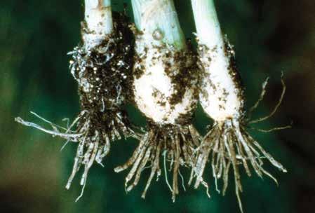A fertőzött szöveteken, valamint a környező talajban és maradványokban mustármag méretű világosbarna szkleróciumok képződnek.