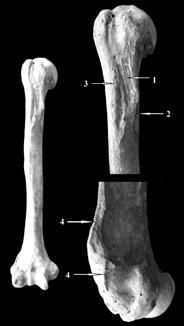latissimus dorsi, 4: epicondylus lateralis és crista supraepicondylaris lateralis 6. ábra: Sárrétudvari széria csontjainál megfigyelt főbb elváltozások jelölve a felkarcsonton (5. sír). Fig.