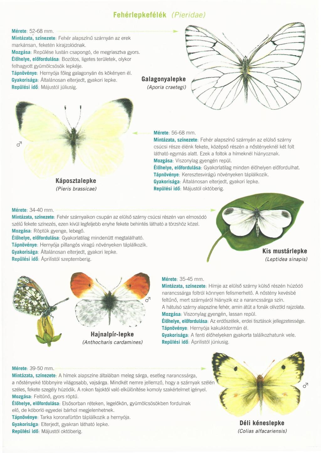 Fehérlepkefélék (Pieridae) Mérete: 52-68 mm. Mintázata; színezete: Fehér alapszínű szárnyán az erek markánsan, feketén kirajzolódnak. Repülése lustán csapongó, de megriasztva gyors.