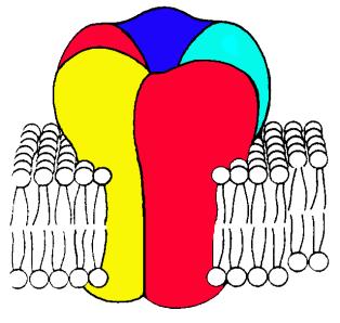 Acetylcholin receptor alegységei